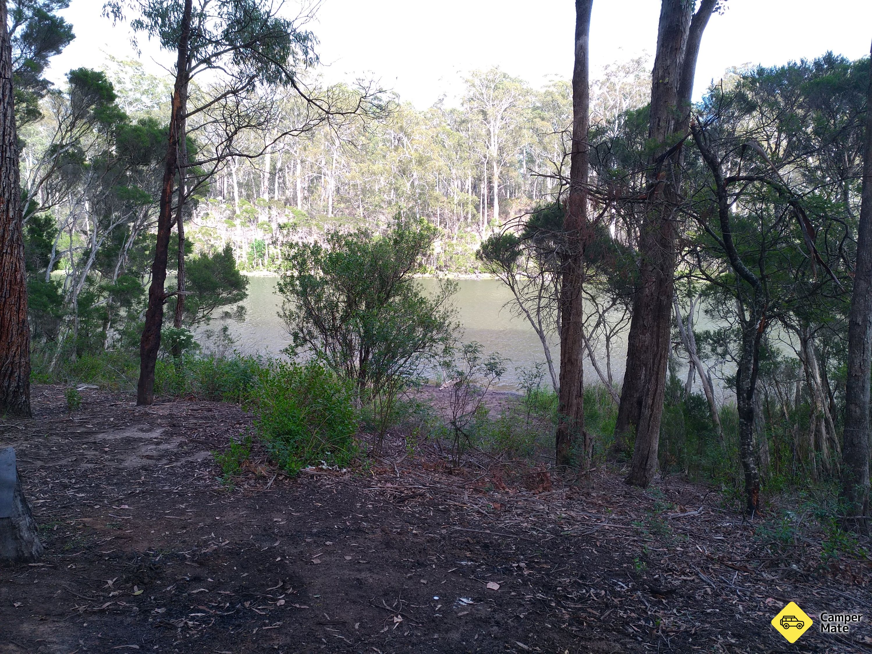 Reedy Arm Area