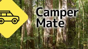Waipoua Forest Tours - Image 2