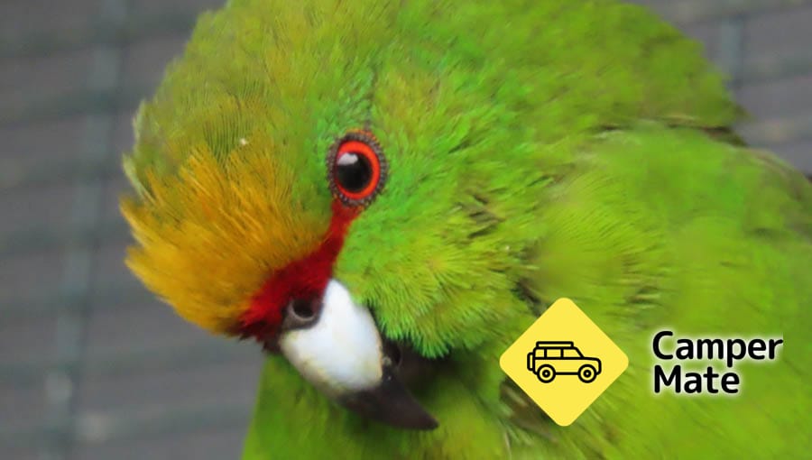 「Koru Native Wildlife Centre」 - Image 3