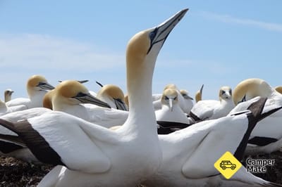 Cape Kidnappers Gannet Colony Tour