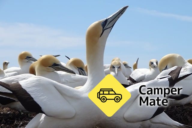 Cape Kidnappers Gannet Colony Tour