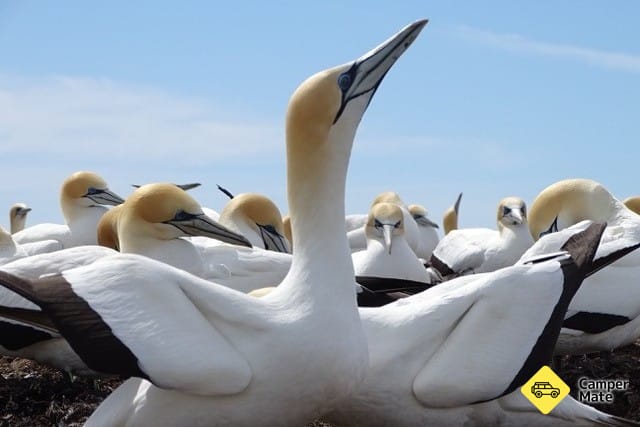 Cape Kidnappers Gannet Colony