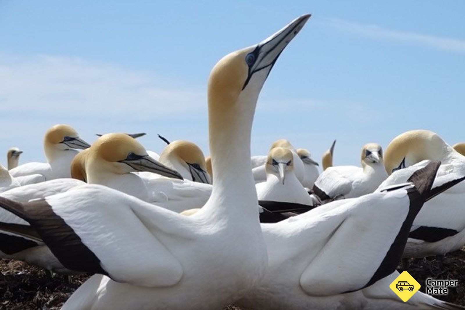 Cape Kidnappers Gannet Colony