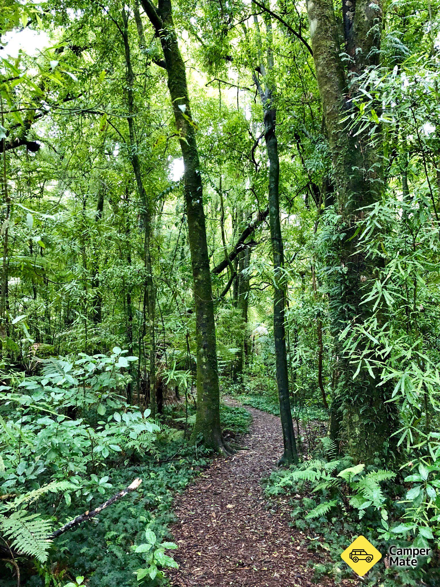 Ngahopua Track