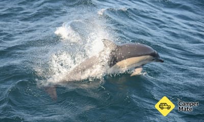 Jervis Bay Dolphin Watching Cruise