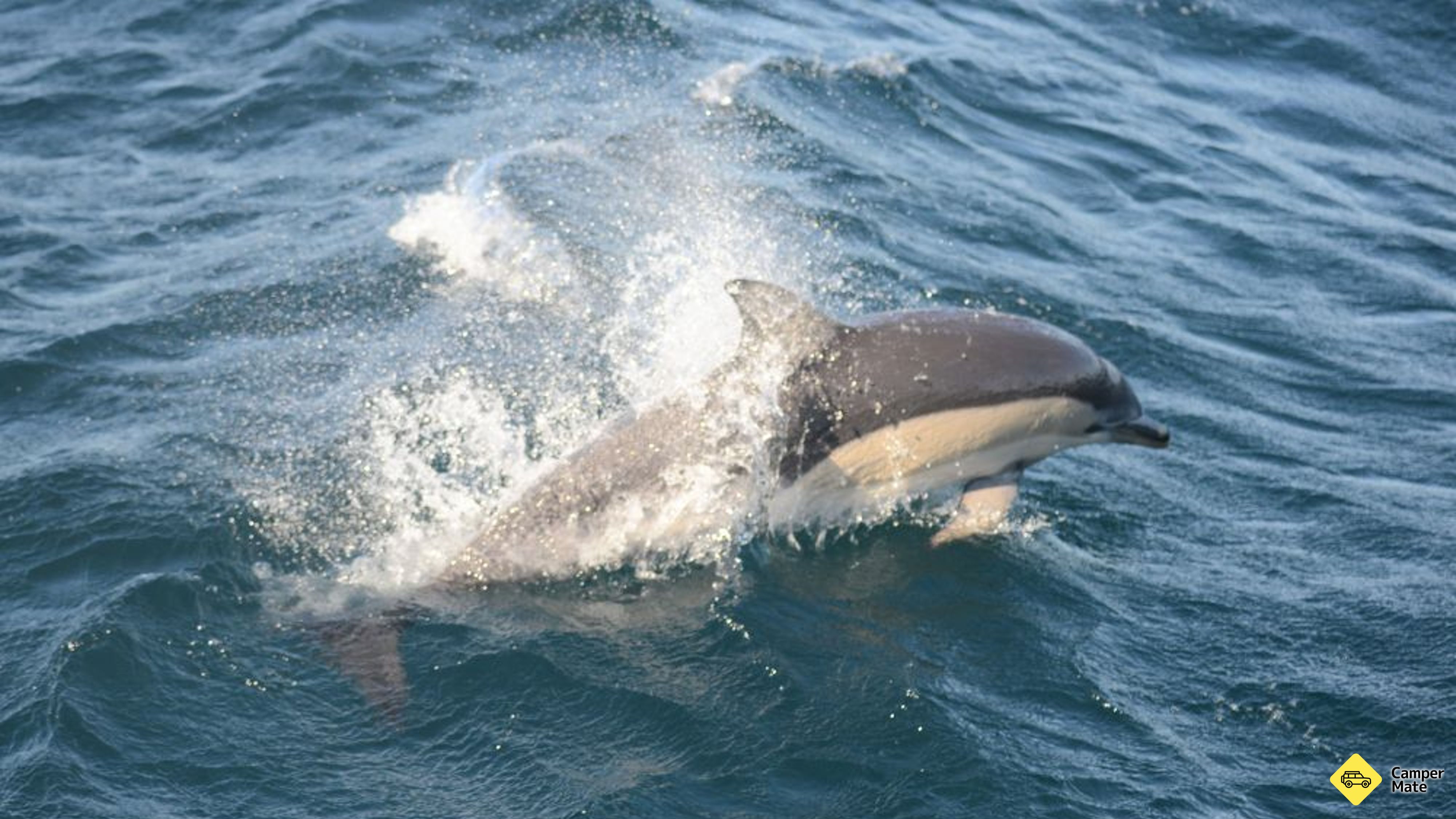 Jervis Bay Dolphin sledování plavby