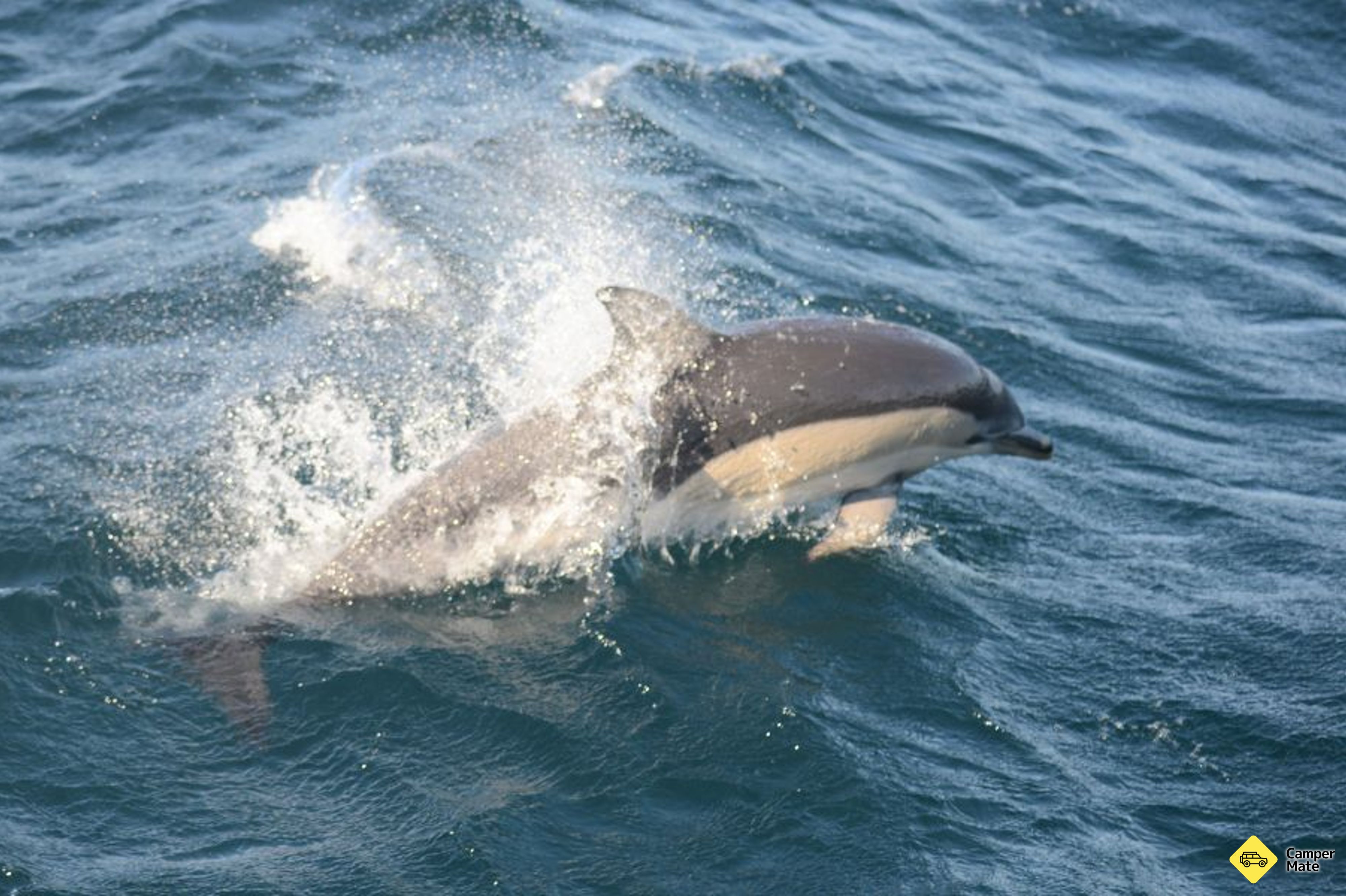 Jervis Bay Dolphin sledování plavby