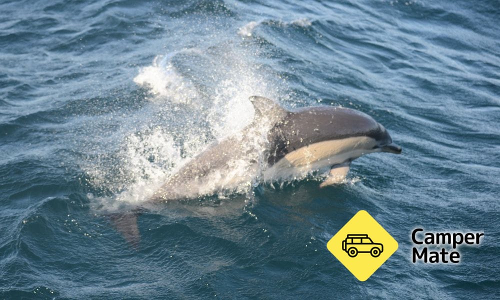 Jervis Bay Dolphin Watching Cruise