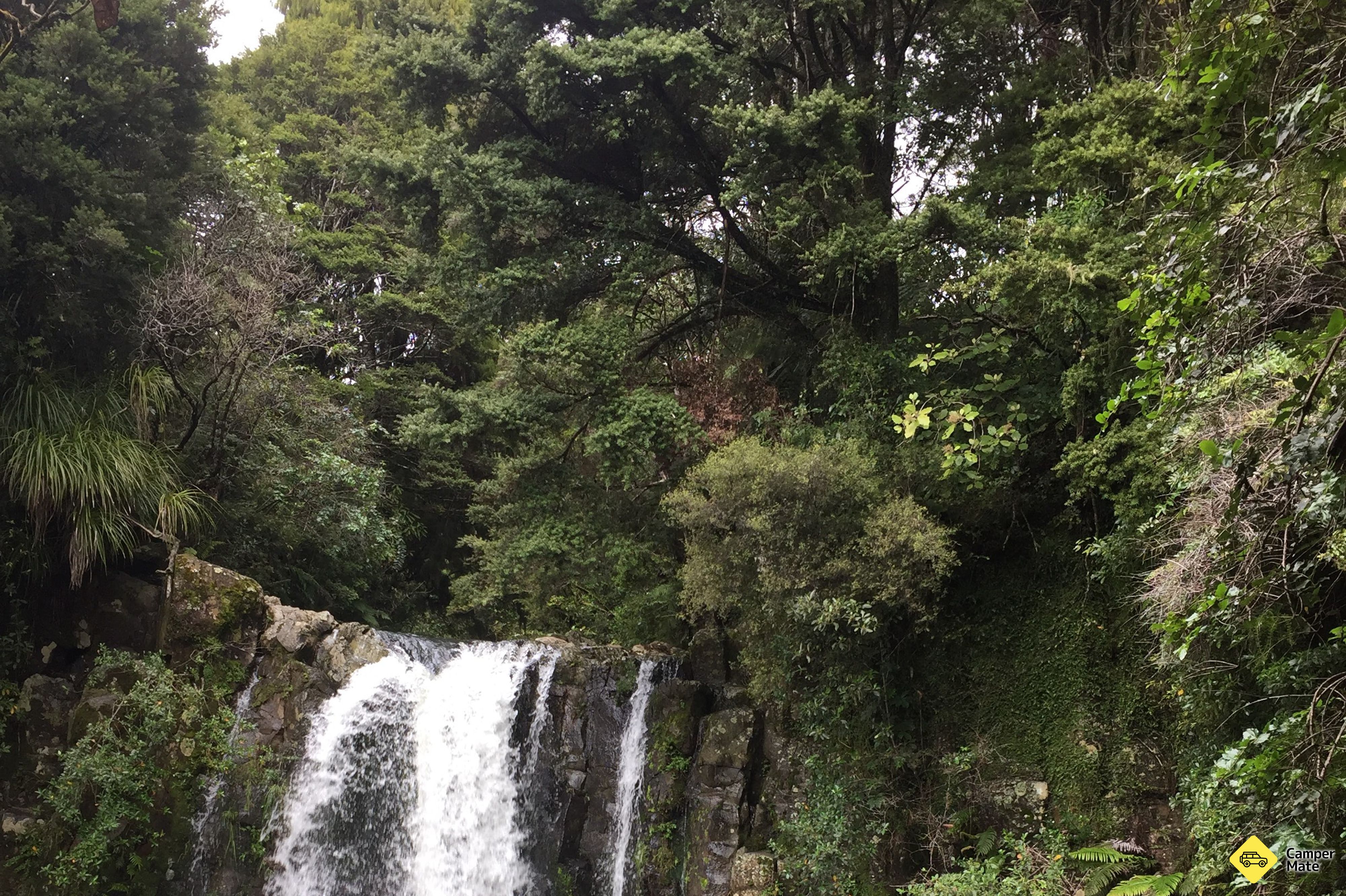 Waiau Falls and Kauri Grove Lookout Walk - Image 3