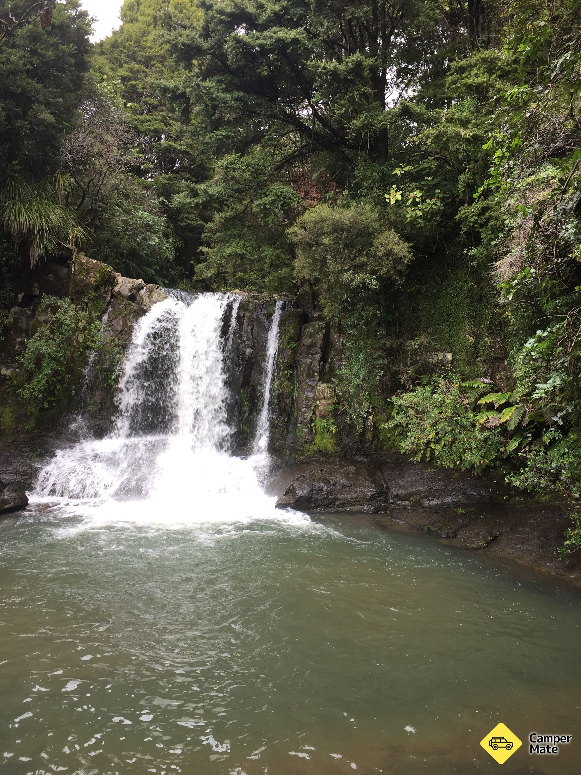 Waiau Falls and Kauri Grove Lookout Walk - Image 3