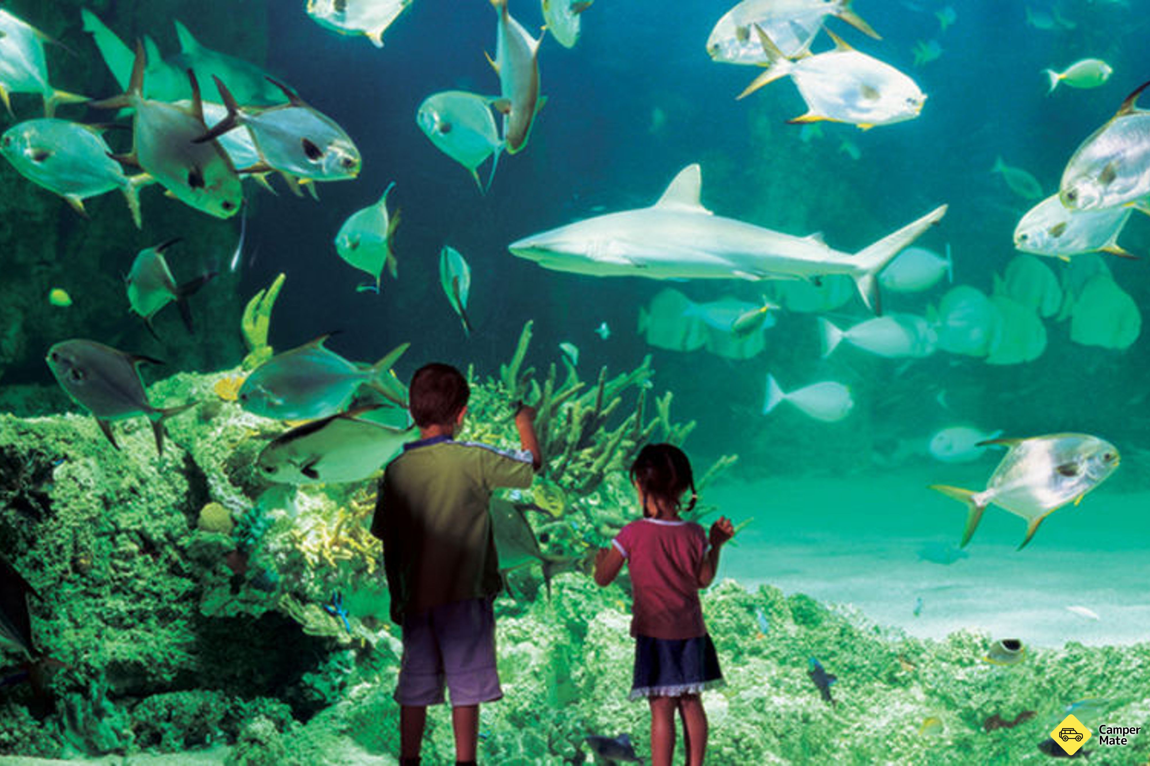 SEA LIFE Sydney Aquarium and Shark Dive yakınlarında yapılacak şeyler - Image 2