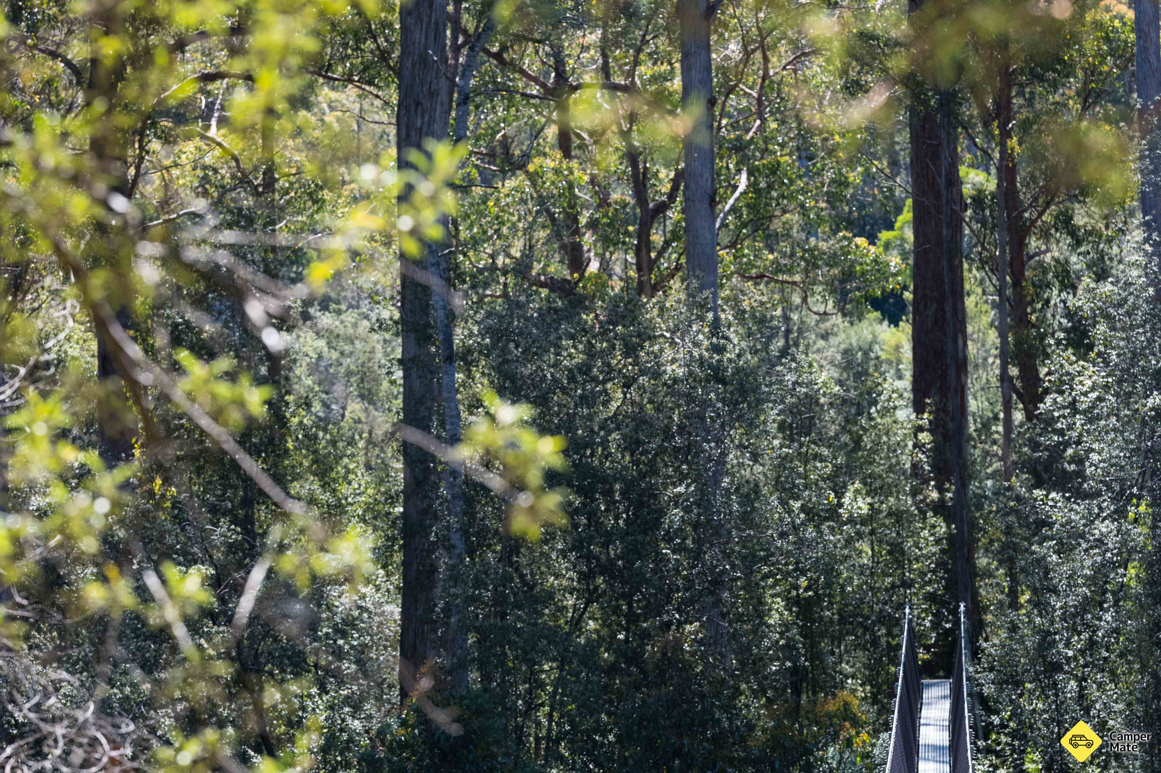Tahune Forest AirWalk - Image 3