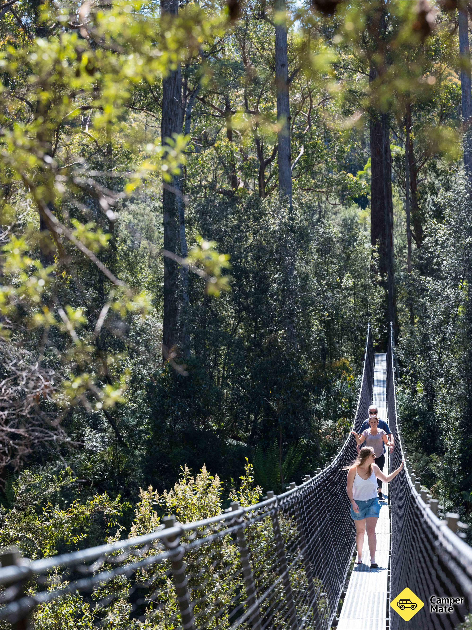 Tahune Forest AirWalk - Image 3