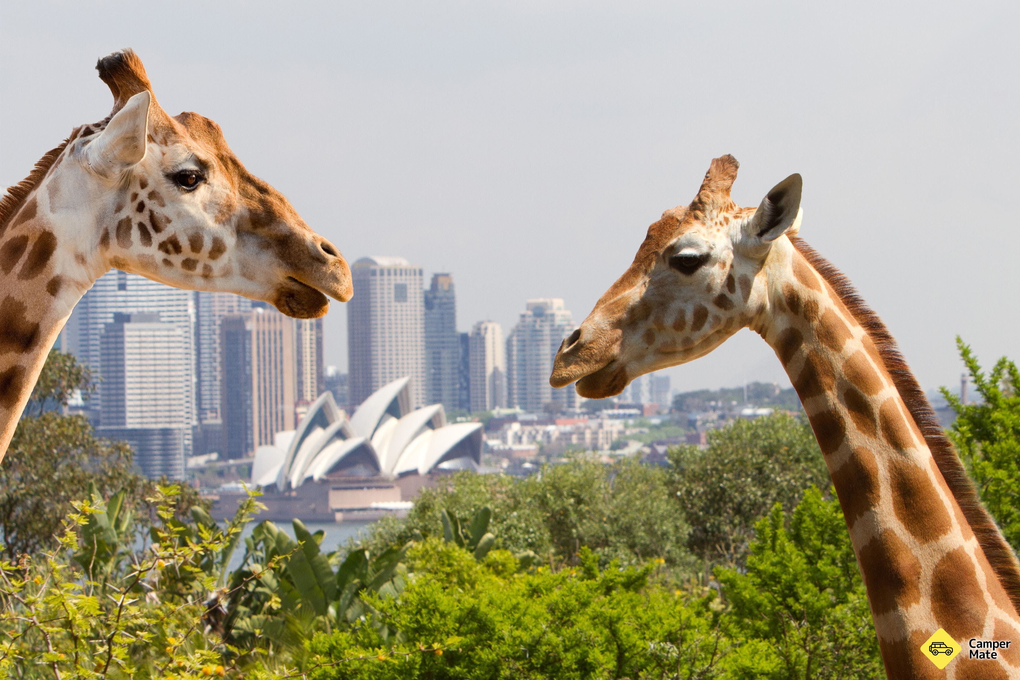 El zoológico de Taronga - Image 2