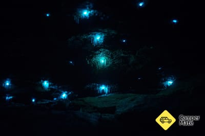 Sassafras Gully Glowworm Walk