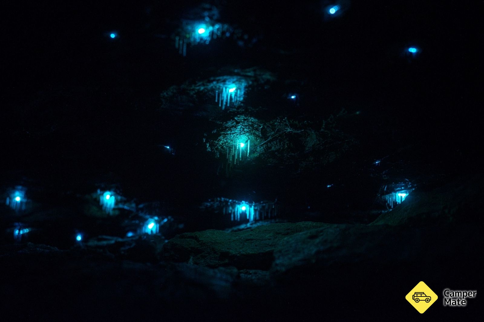 Sassafras Gully Glowworms