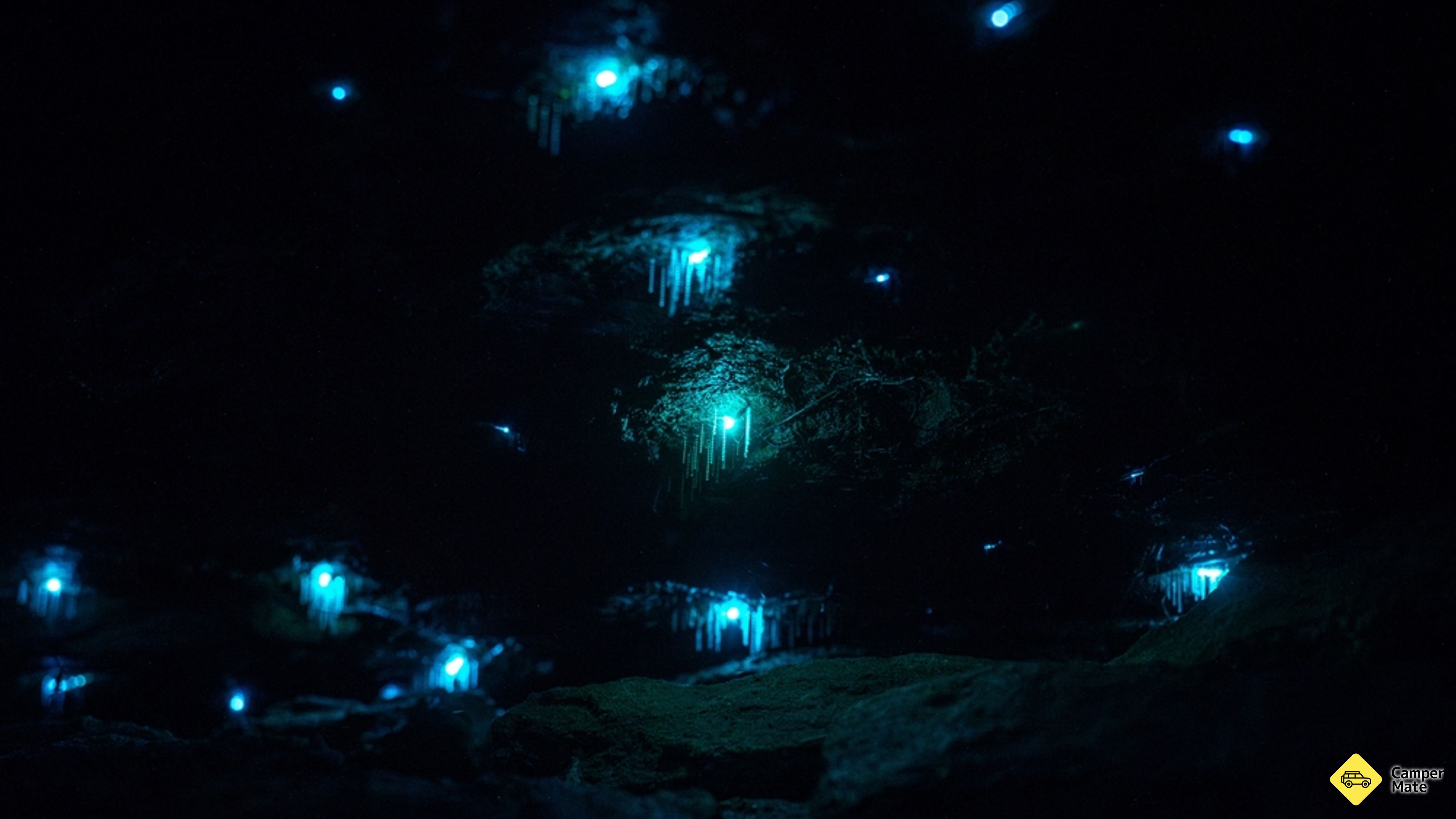 Sassafras Gully Glowworm Walk
