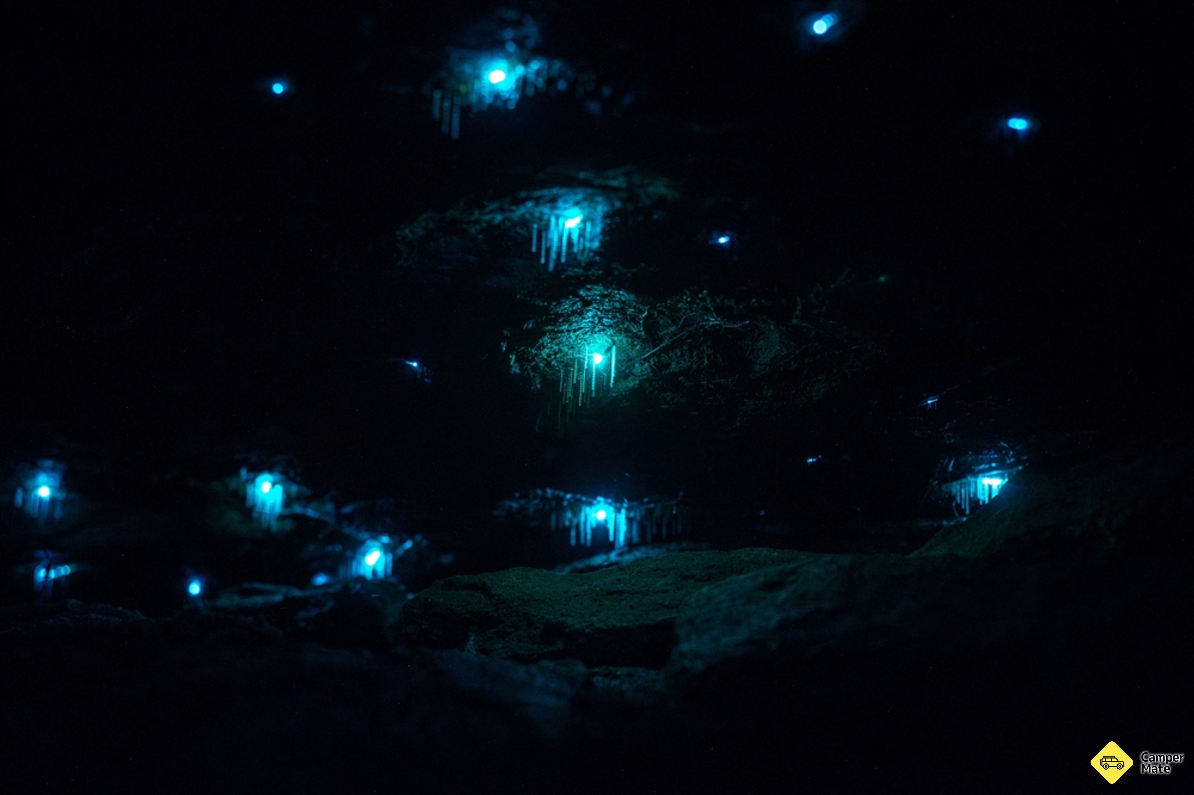Sassafras Gully Glowworm Walk