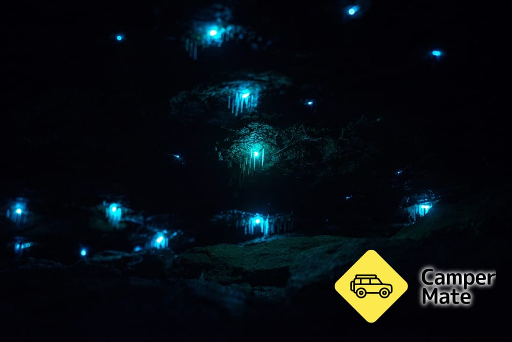 Sassafras Gully Glowworm Walk