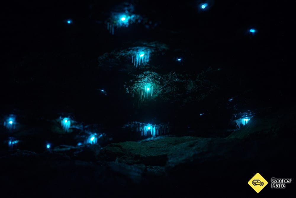 Sassafras Gully Glowworms