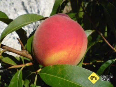 Top 40 Orchard