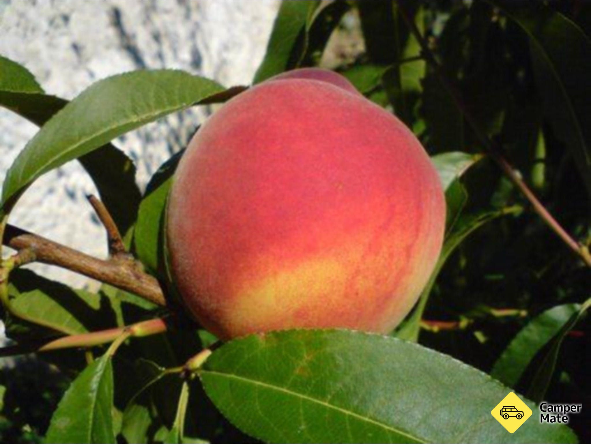 Top 40 Orchard