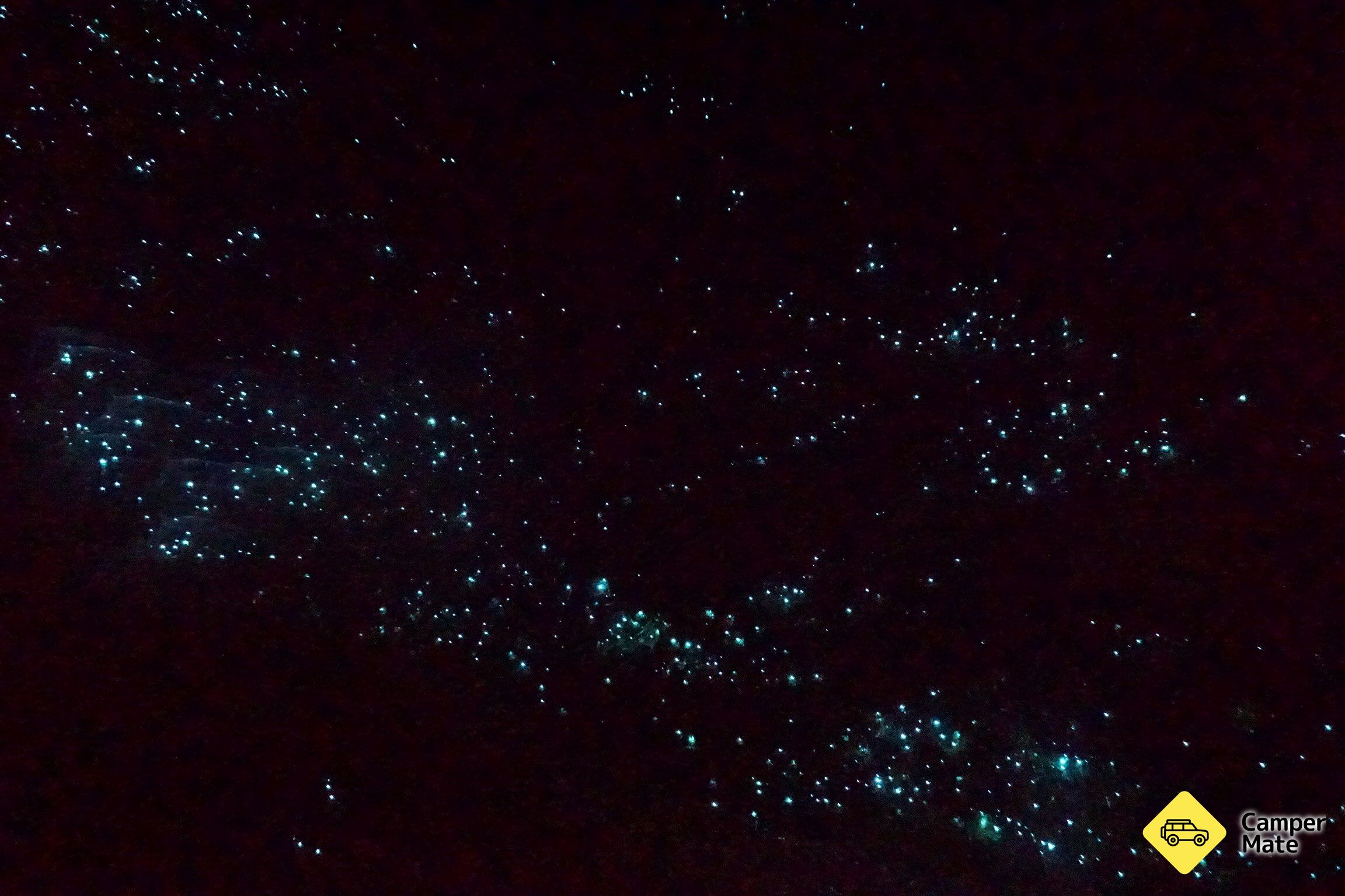 Hokitika Glow Worm Dell - Image 2