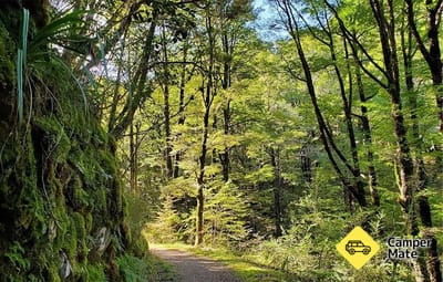 Murray Creek Goldfield ट्रैक