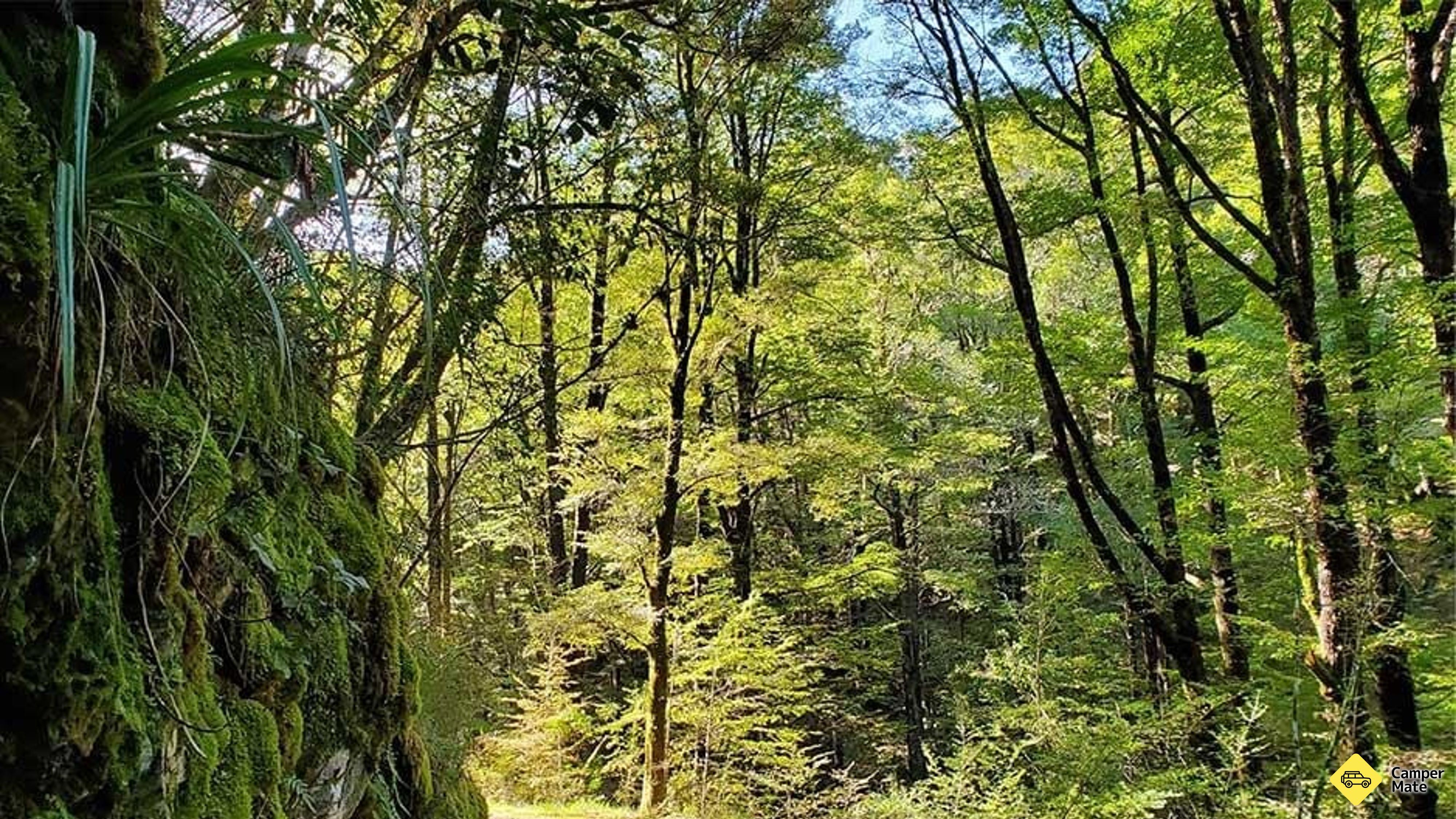 Murray Creek Goldfield pályák