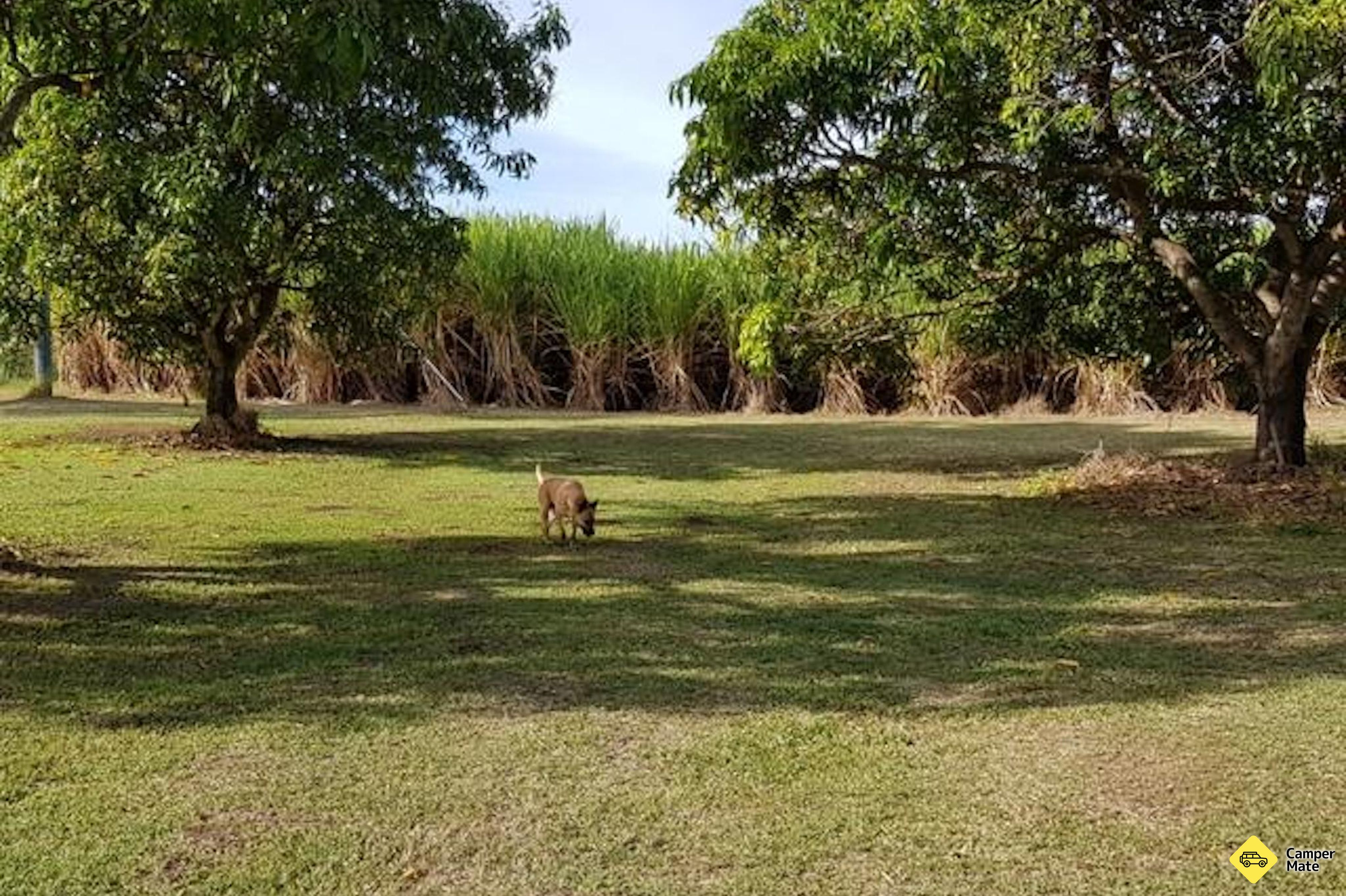 Burdekin Cane Farm - Image 2