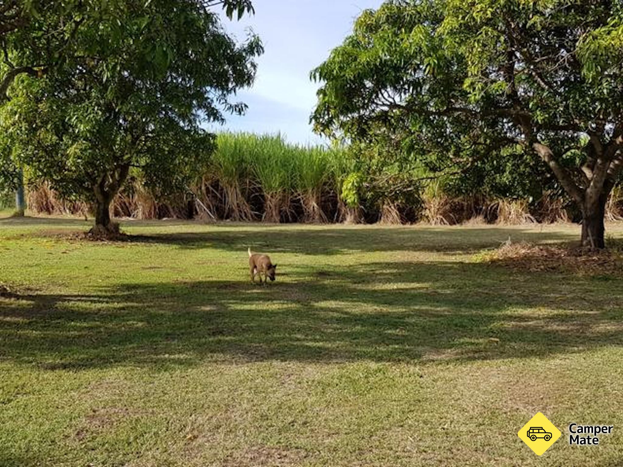 Burdekin Cane Farm - Image 2