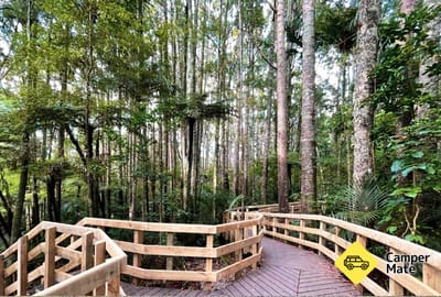 Park Parry Kauri