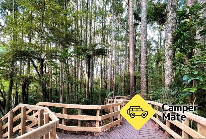 Park Parry Kauri