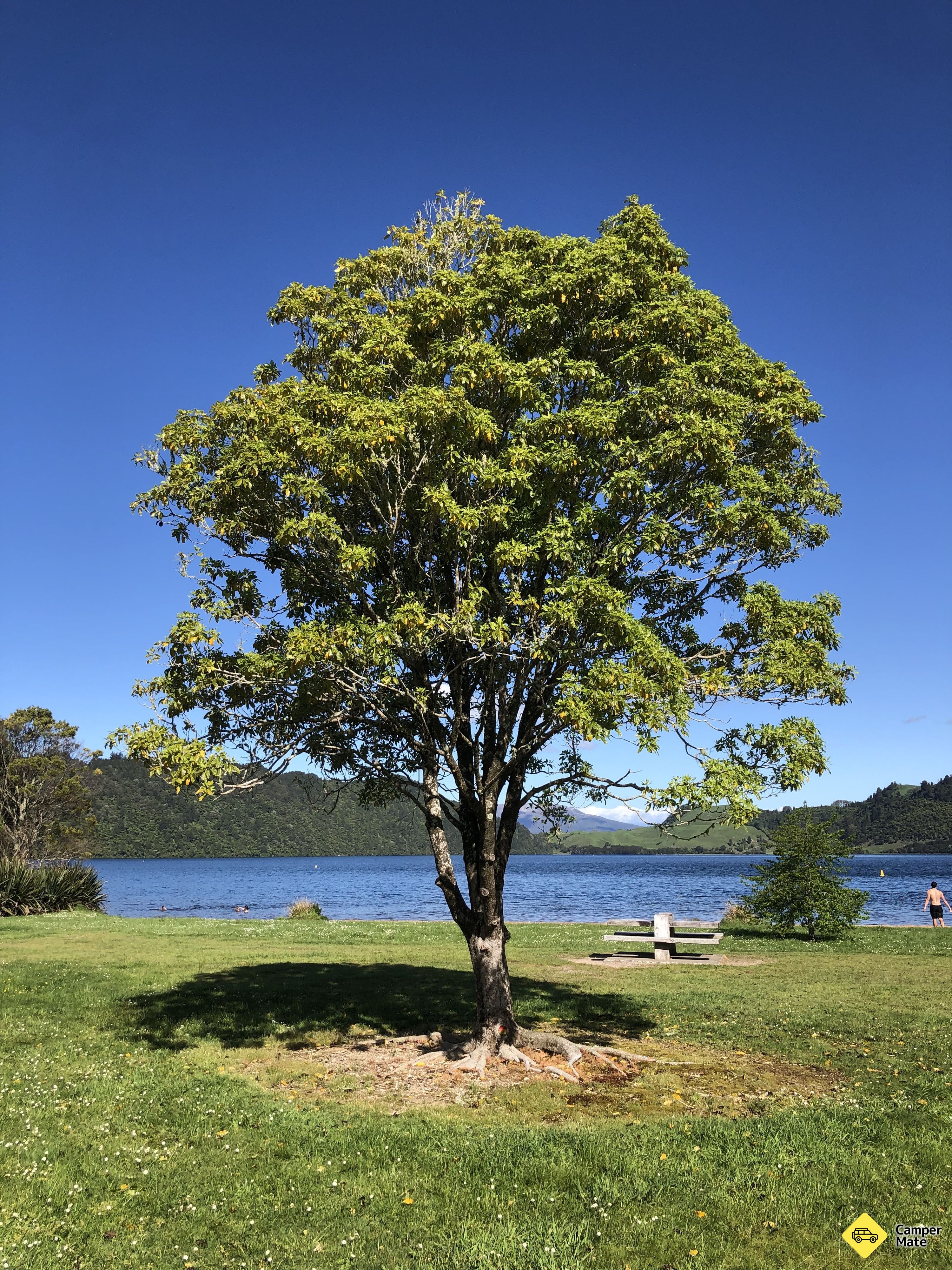 Lake Okareka, Boyes Beach - Image 2