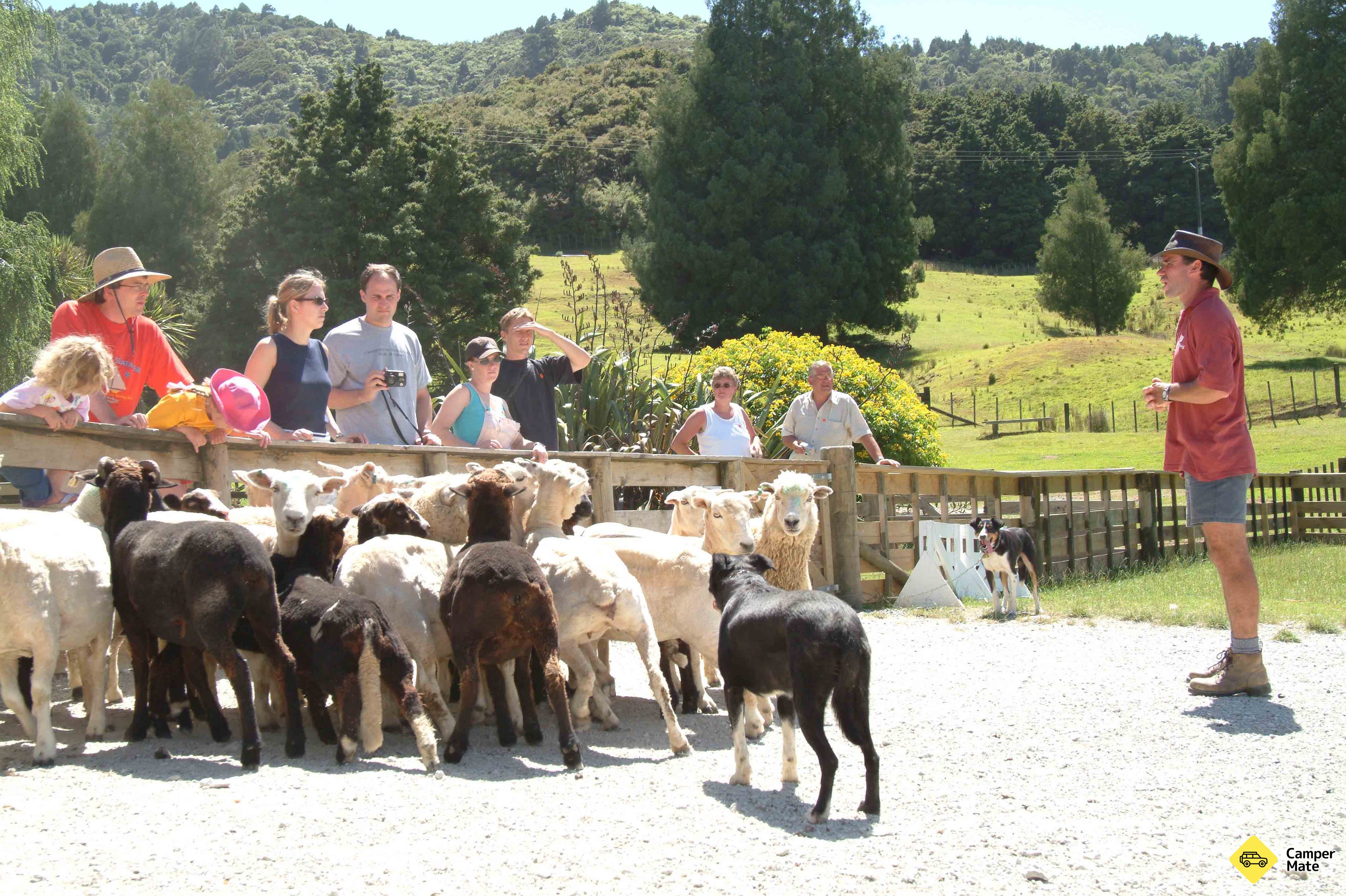 Sheepworld Farm Park - Image 2
