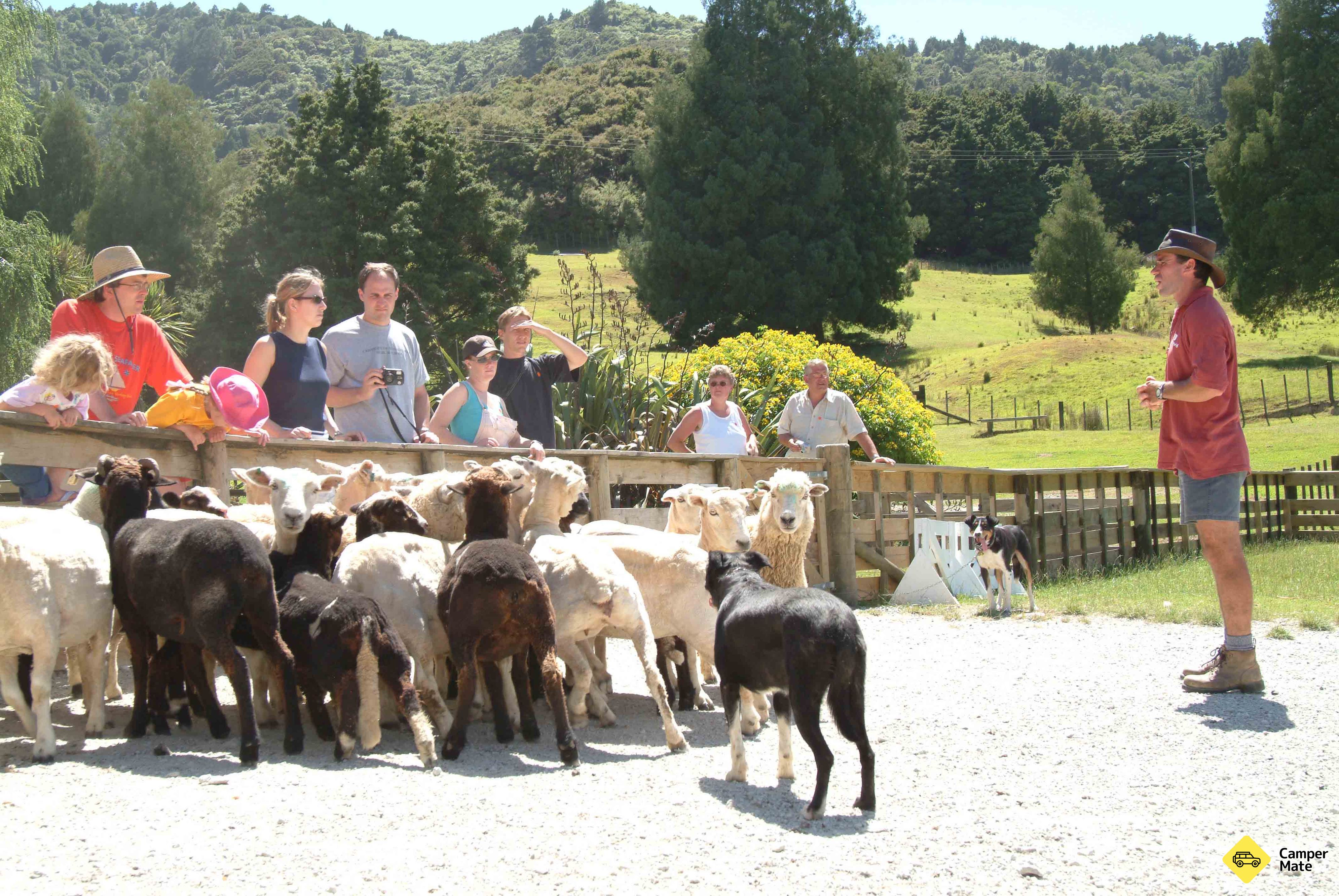 Sheepworld Farm Park - Image 2