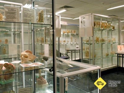 Museum of Human Disease