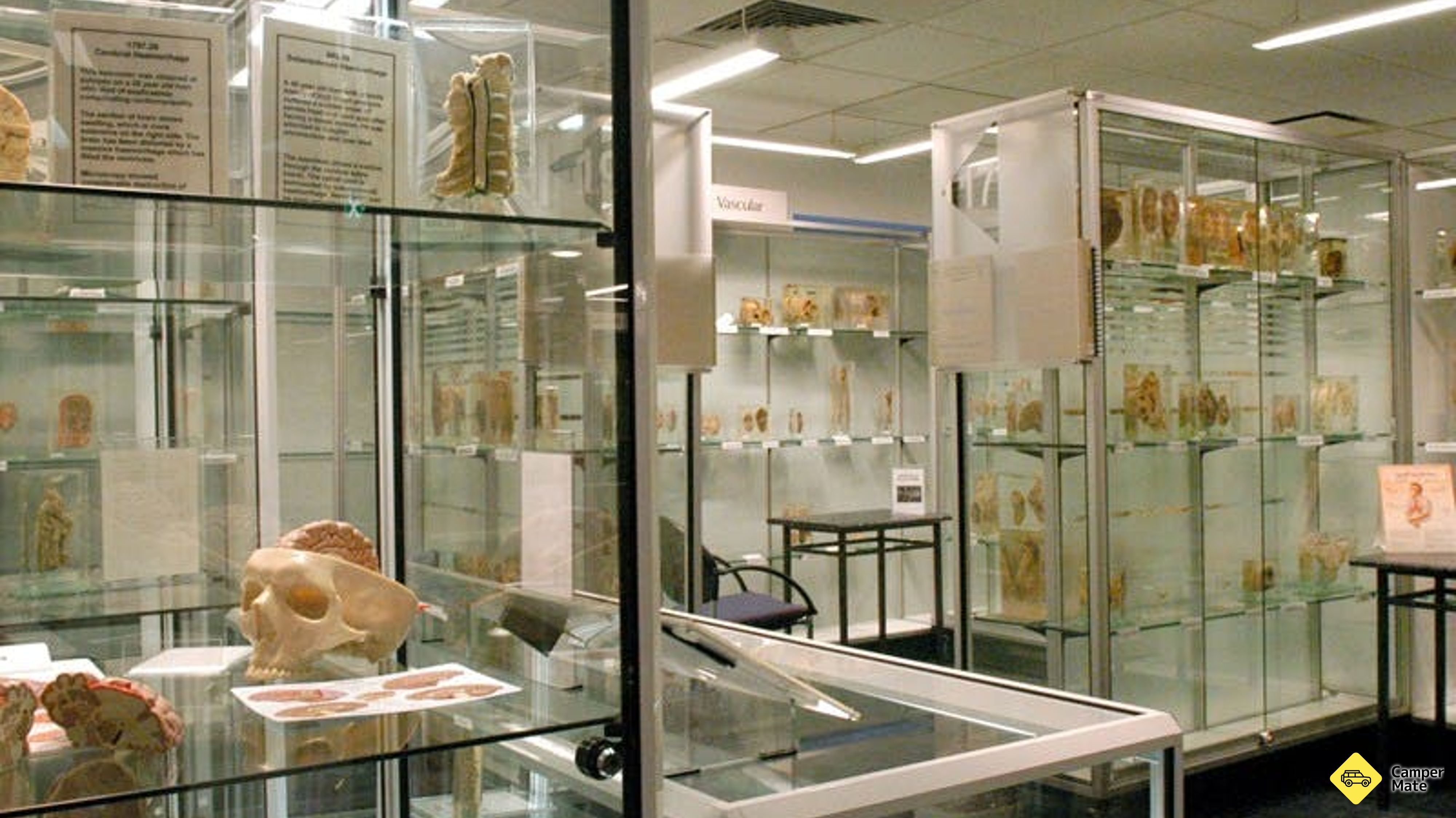 Museum der menschlichen Krankheit