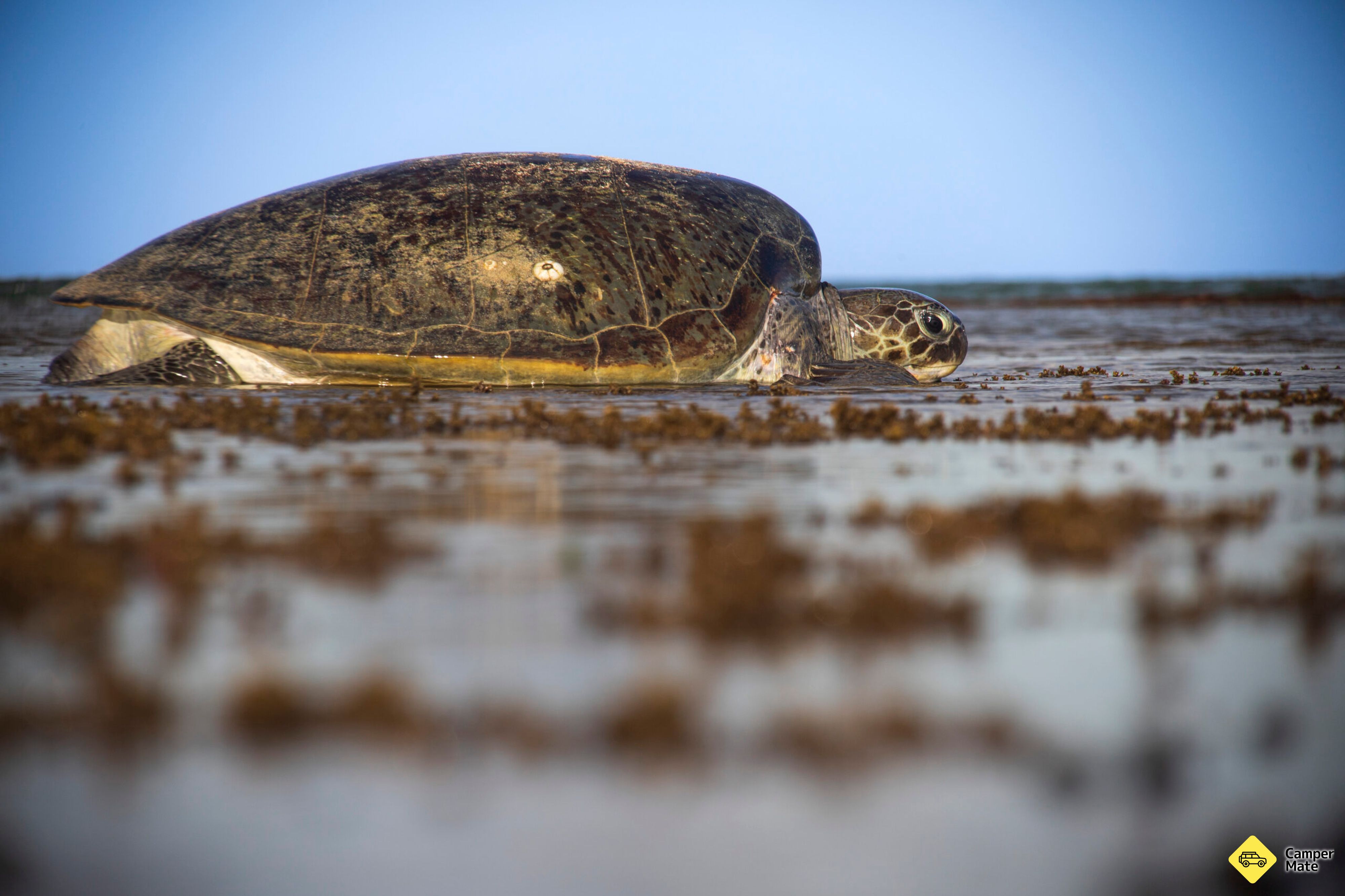 Jurabi Turtle Centre - Image 2