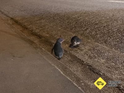 Timaru Little Blue Penguins Viewpoint