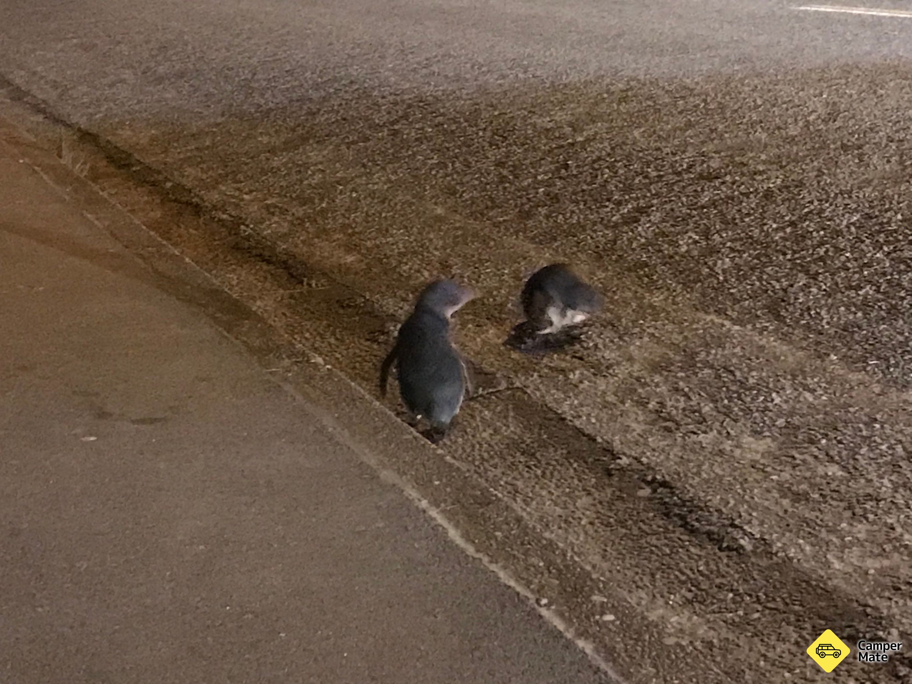 Bilder från Timaru Little Blue Penguins Viewpoint
