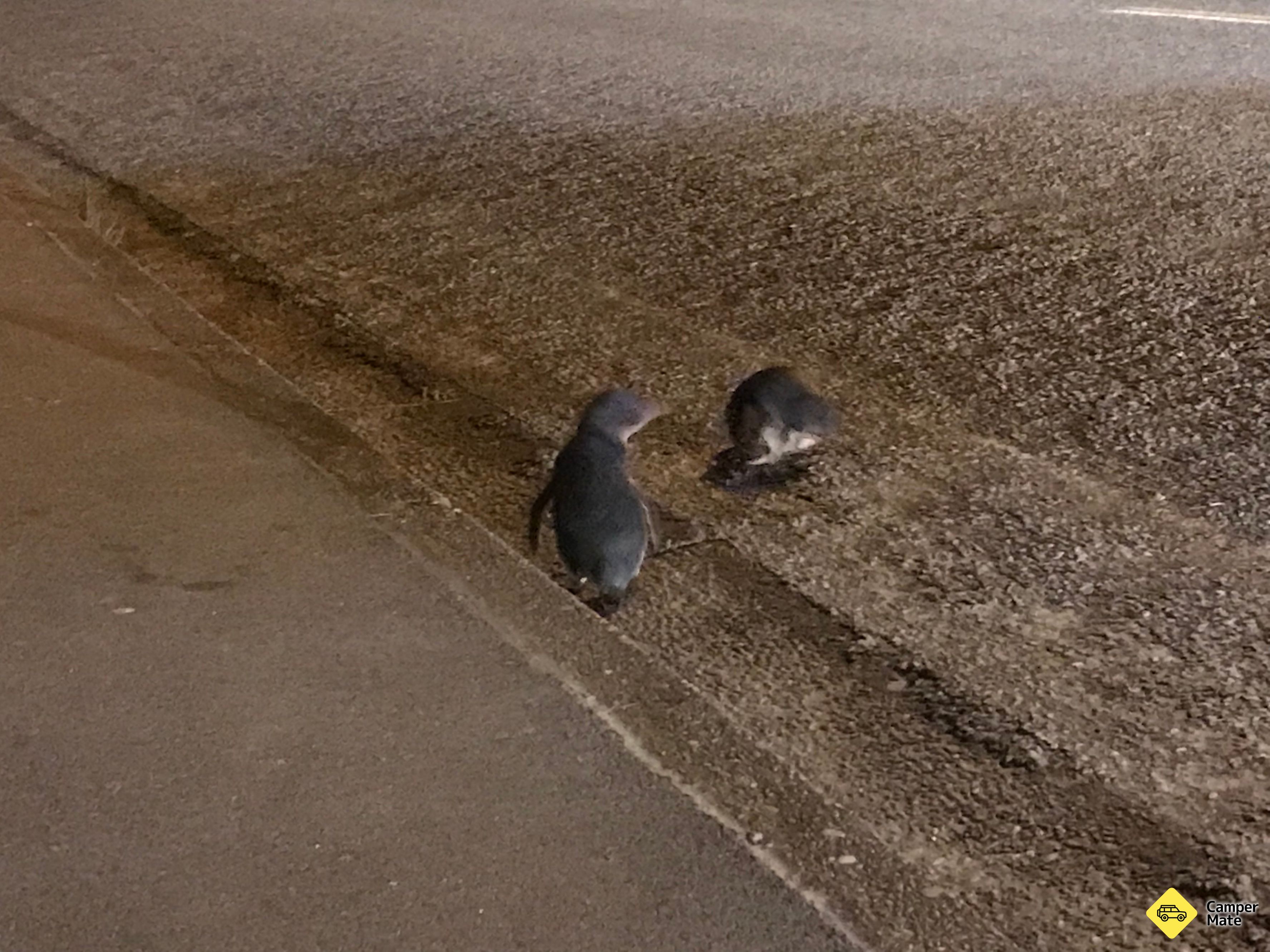Timaru Little Blue Penguins के बारे में राय