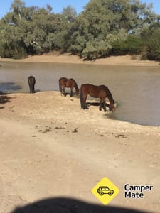 Thomson River
