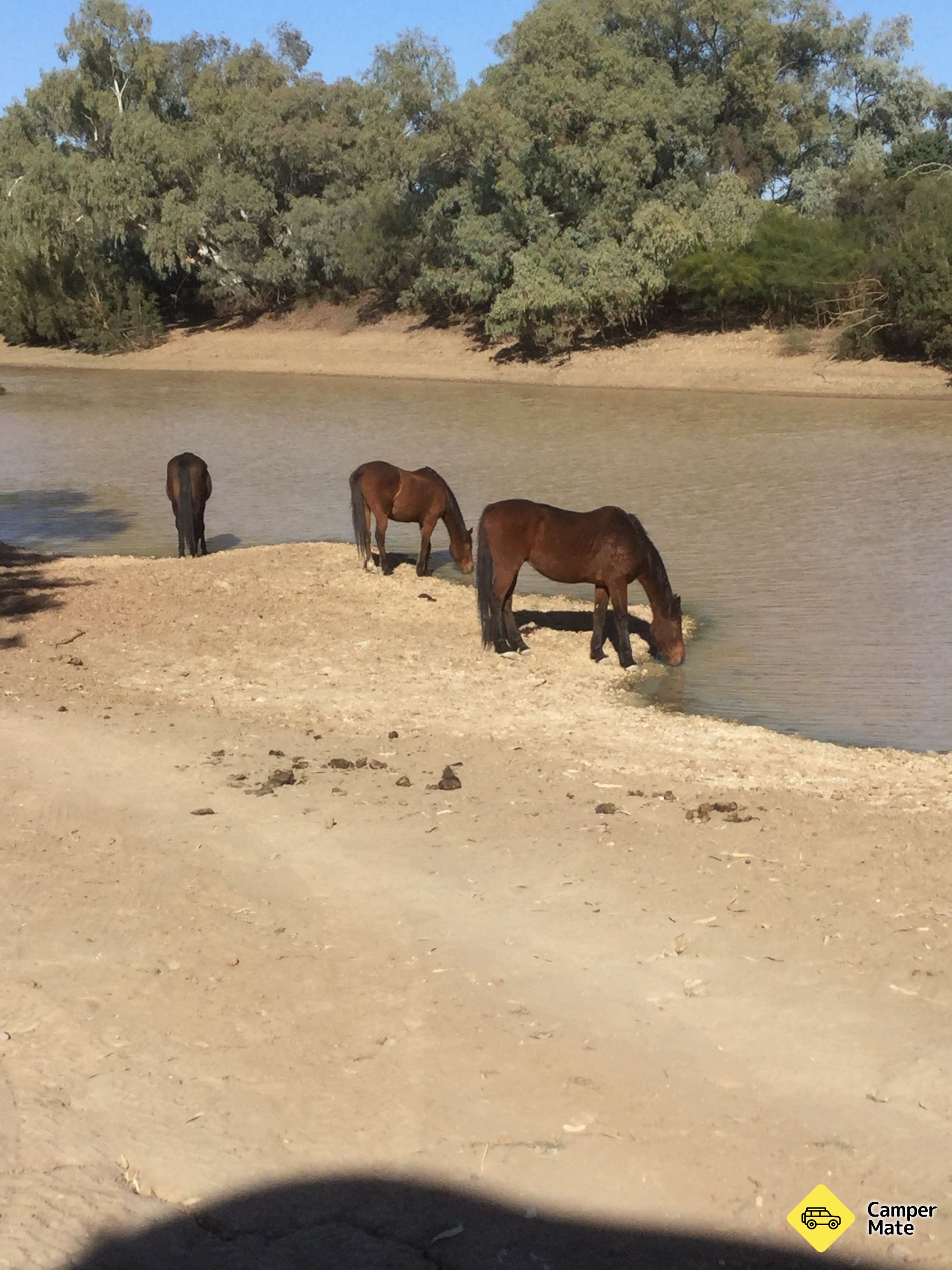 Thomson River
