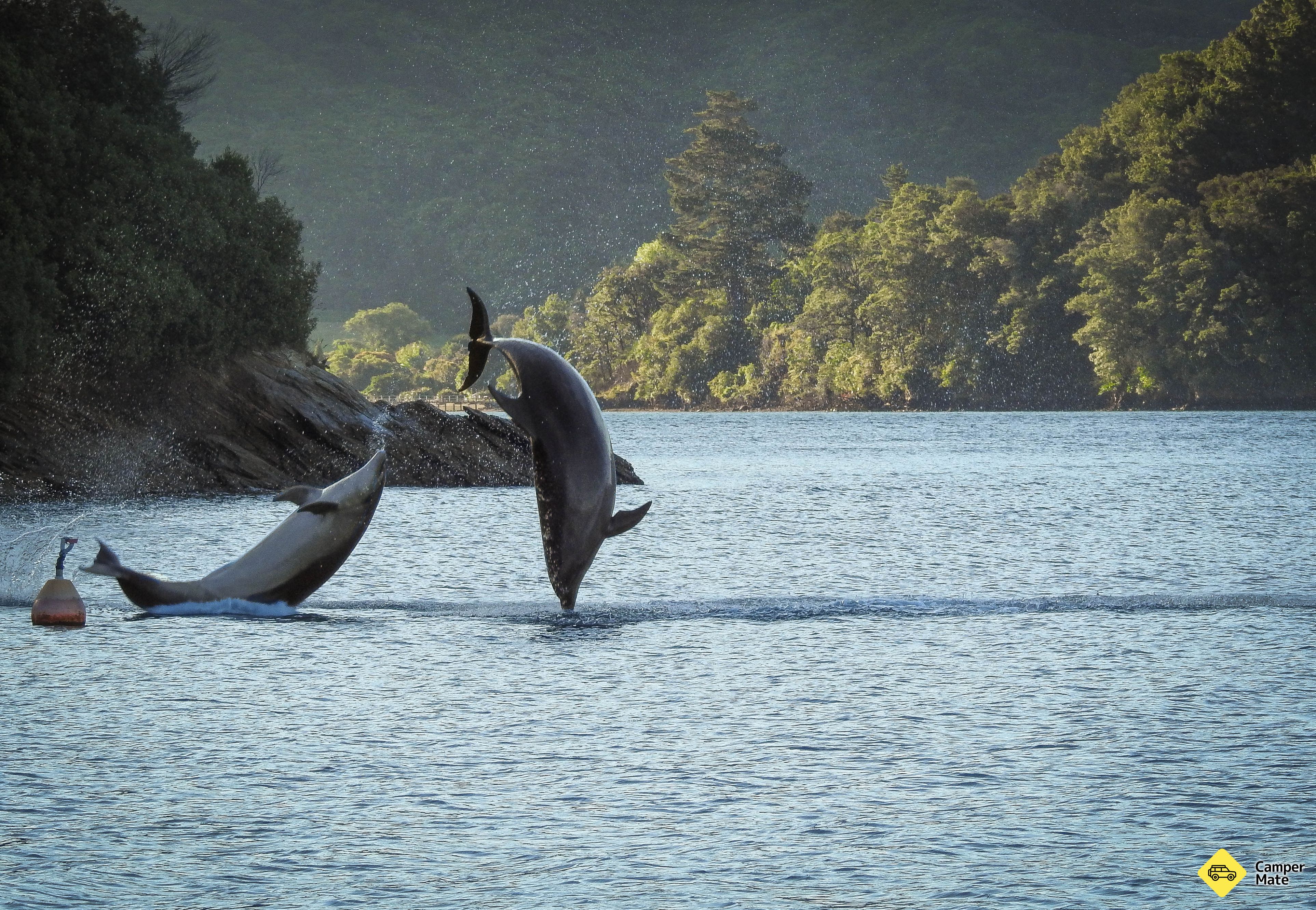 Momorangi Bay Campground - Image 2
