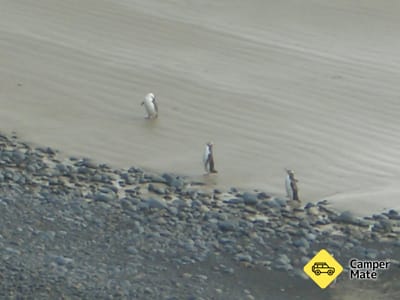 Roaring Bay Penguins