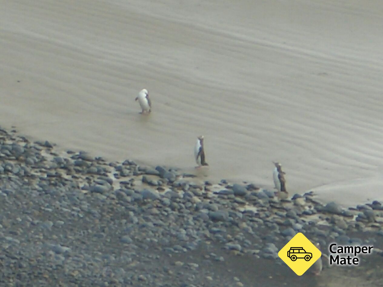 Roaring Bay Penguins