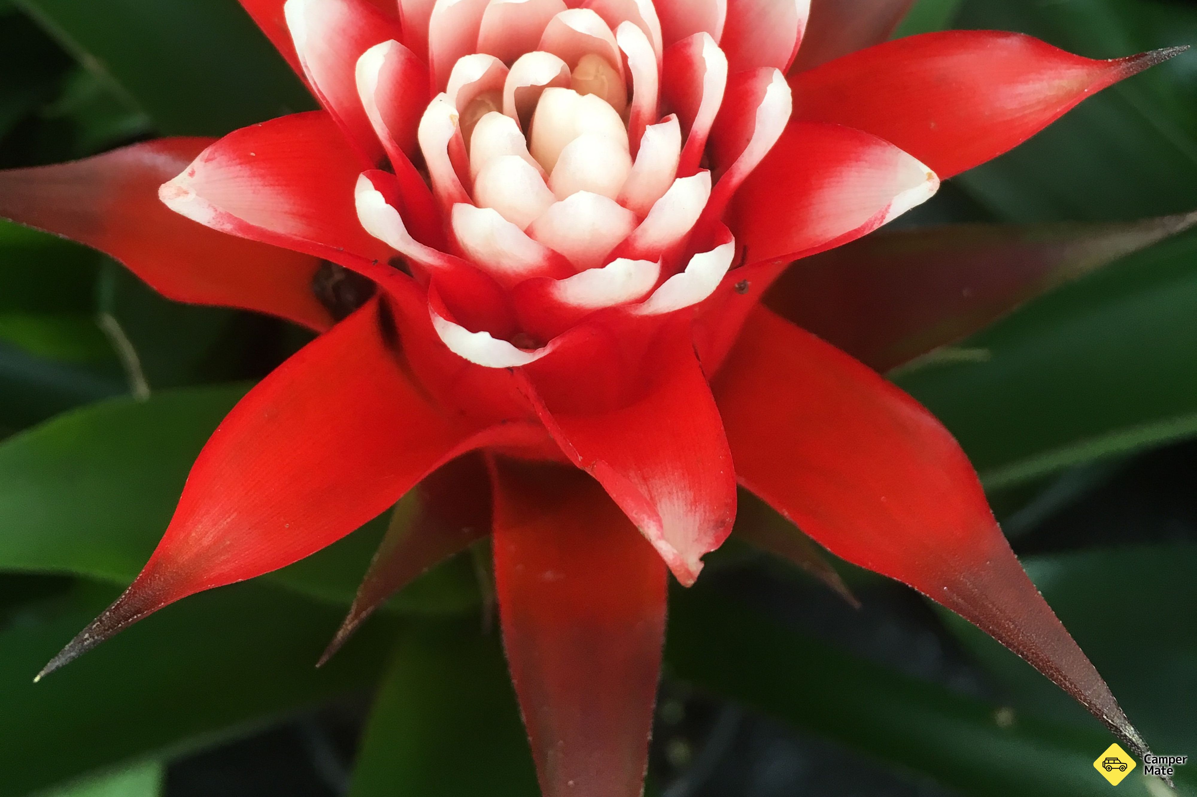Oamaru Public Gardens