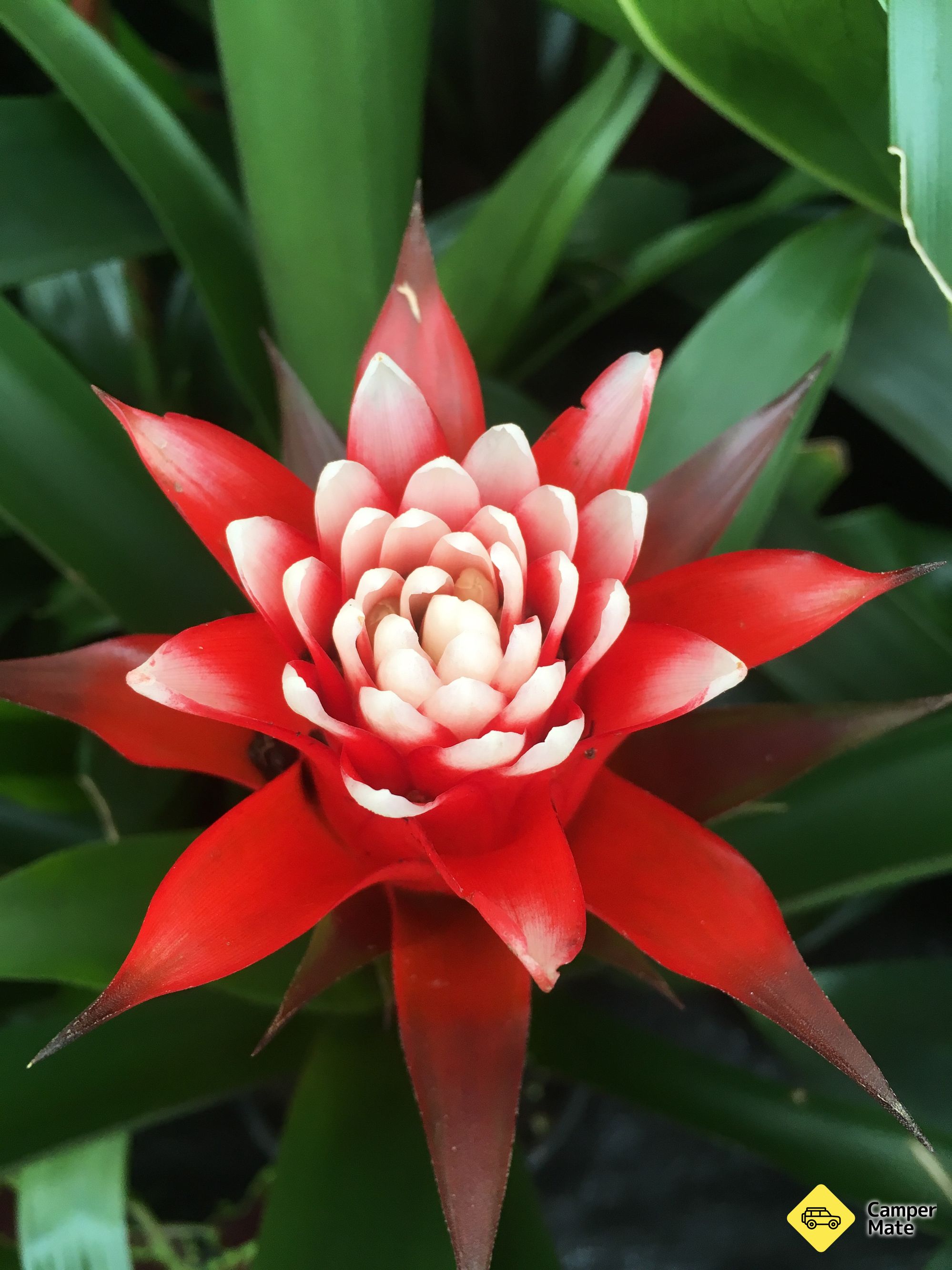 Oamaru Public Gardens
