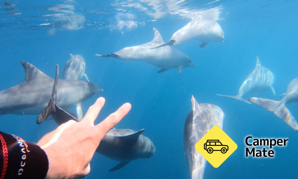Adelaide Swim with Wild Dolphins Cruise